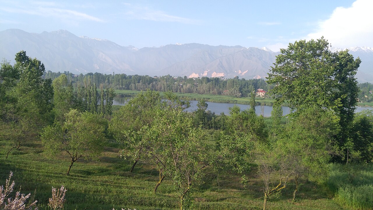 Saffron of Pampore photograph