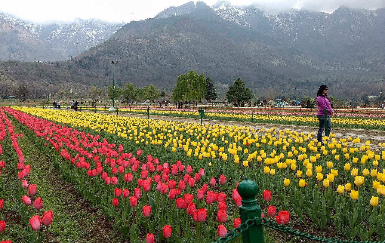 Indira Gandhi Memorial Tulip Garden photograph